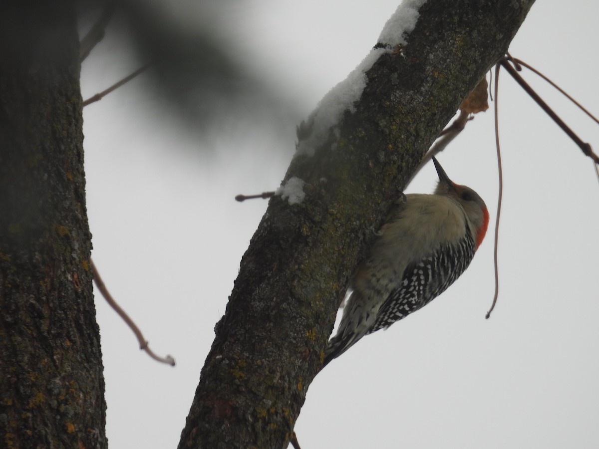 Red-bellied Woodpecker - ML646344698