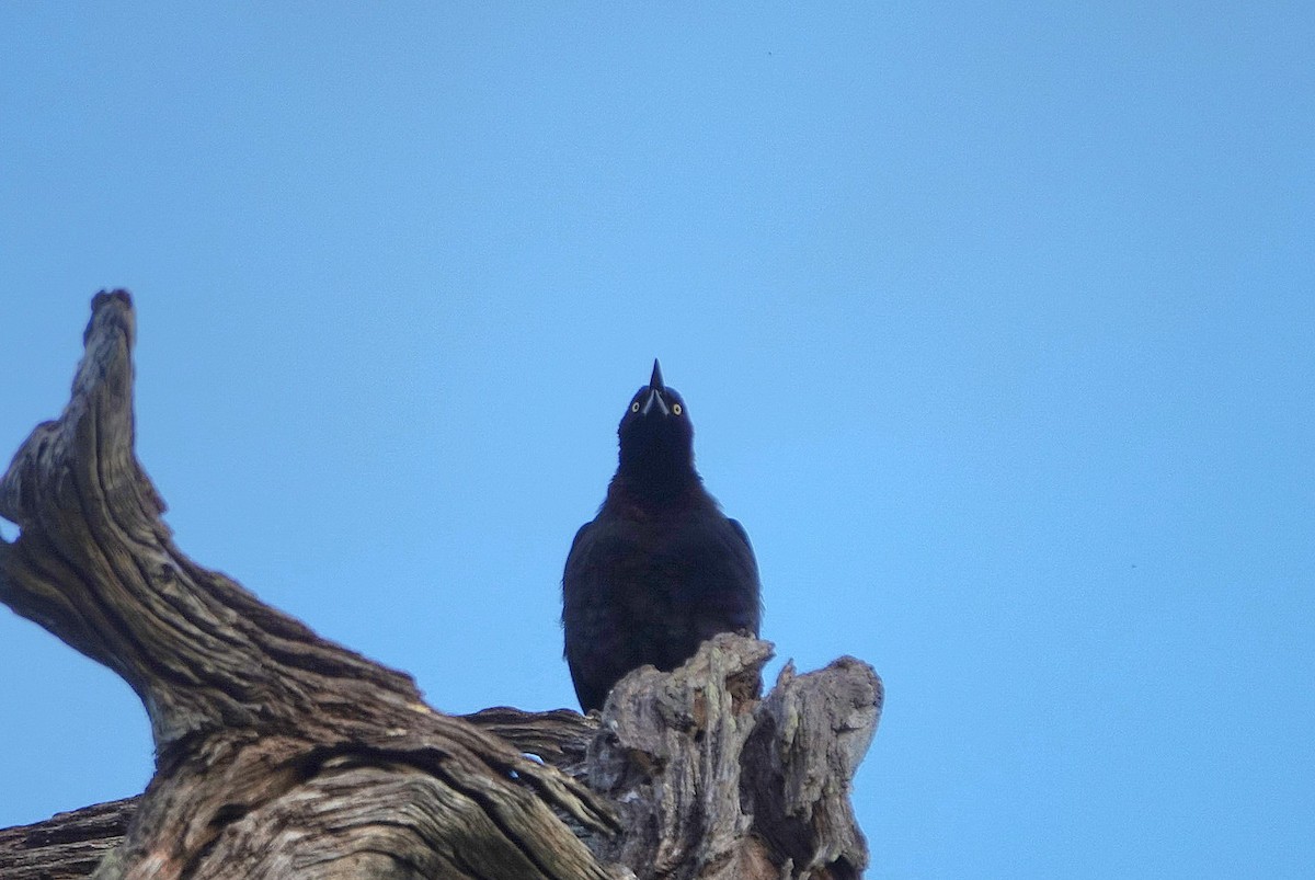 Common Grackle - ML646344699