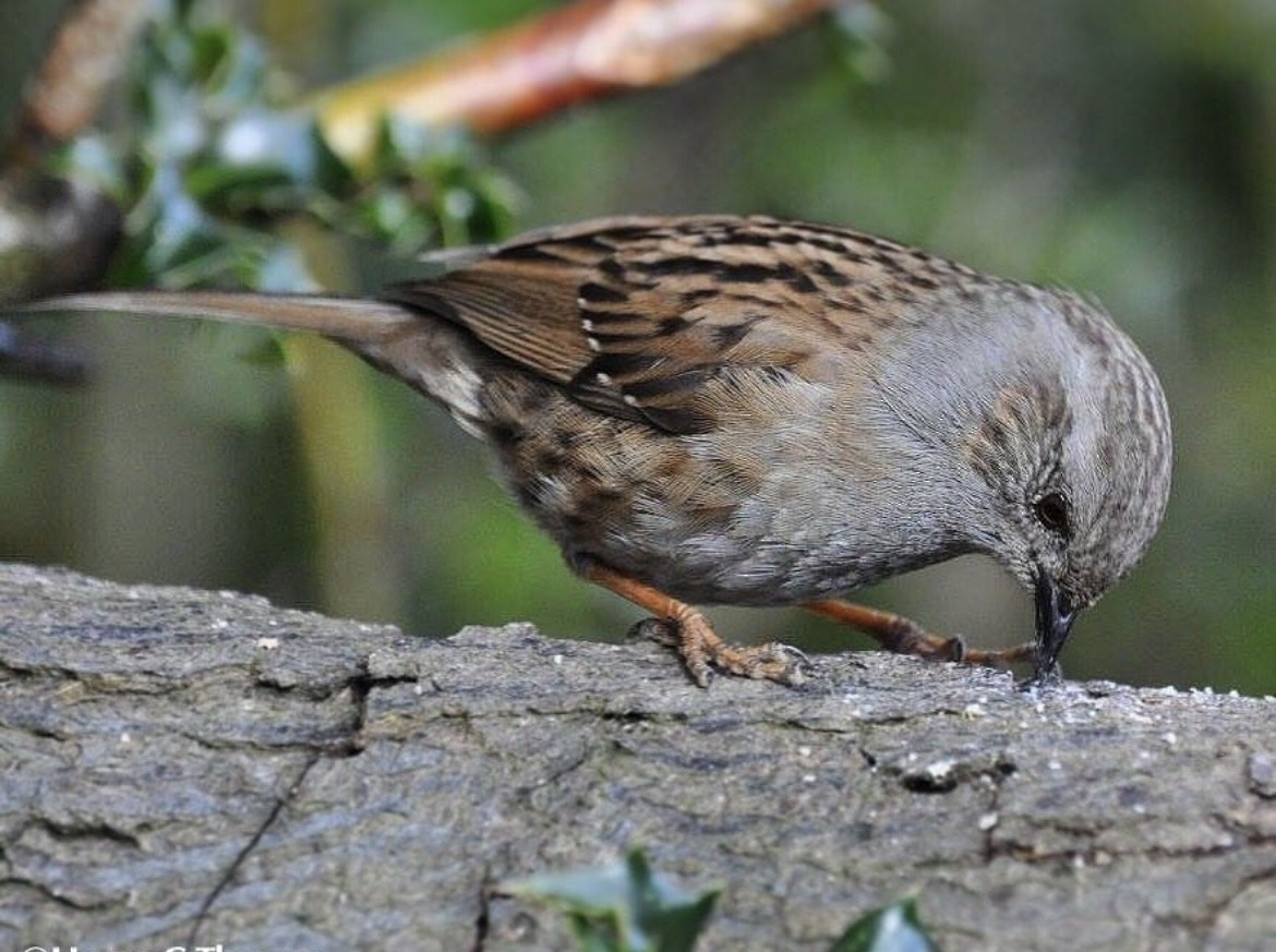 Dunnock - ML646344700