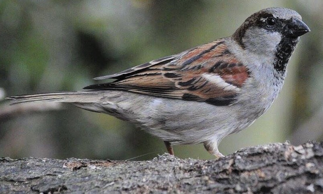 House Sparrow - ML646344703