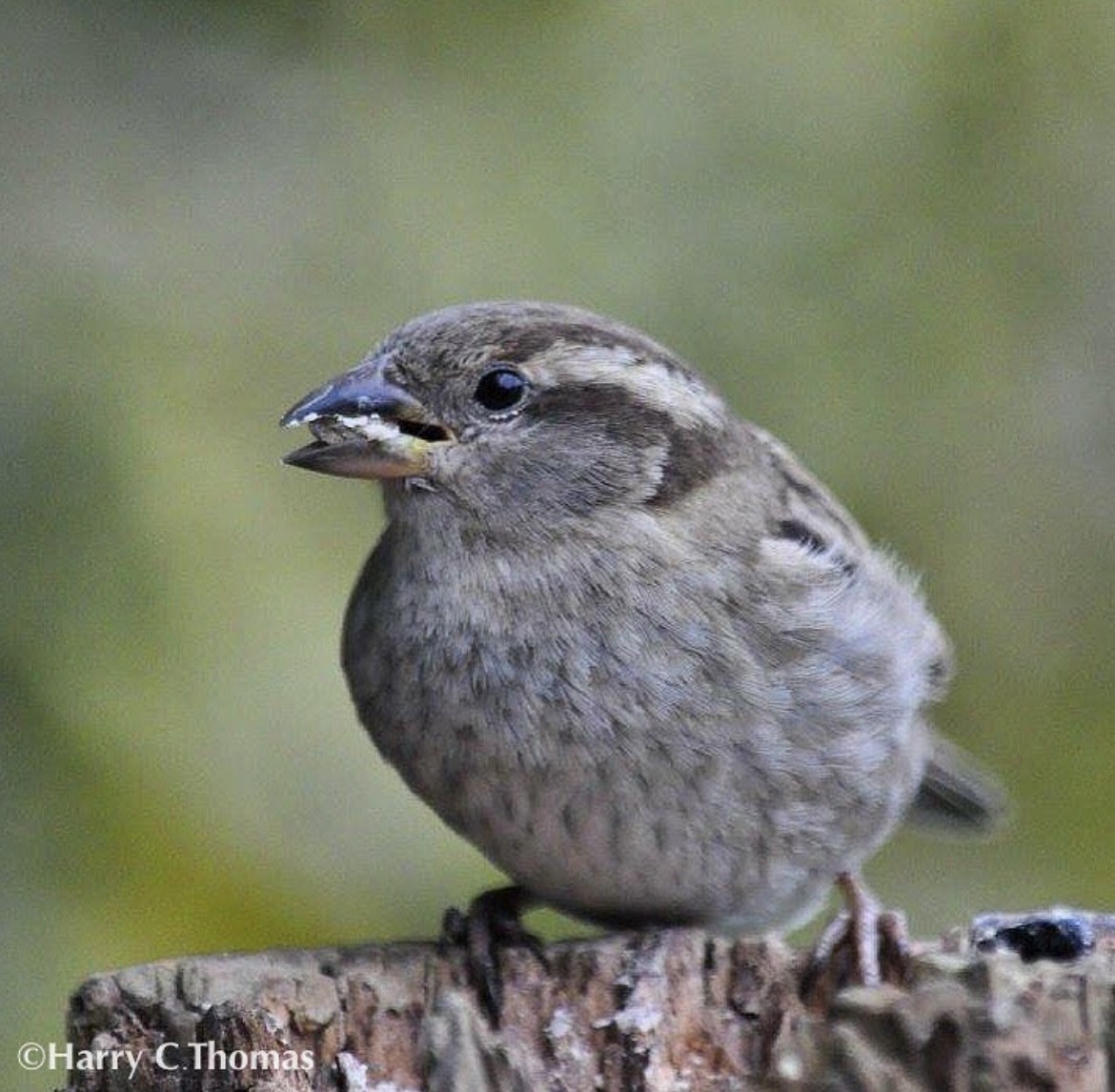 House Sparrow - ML646344704