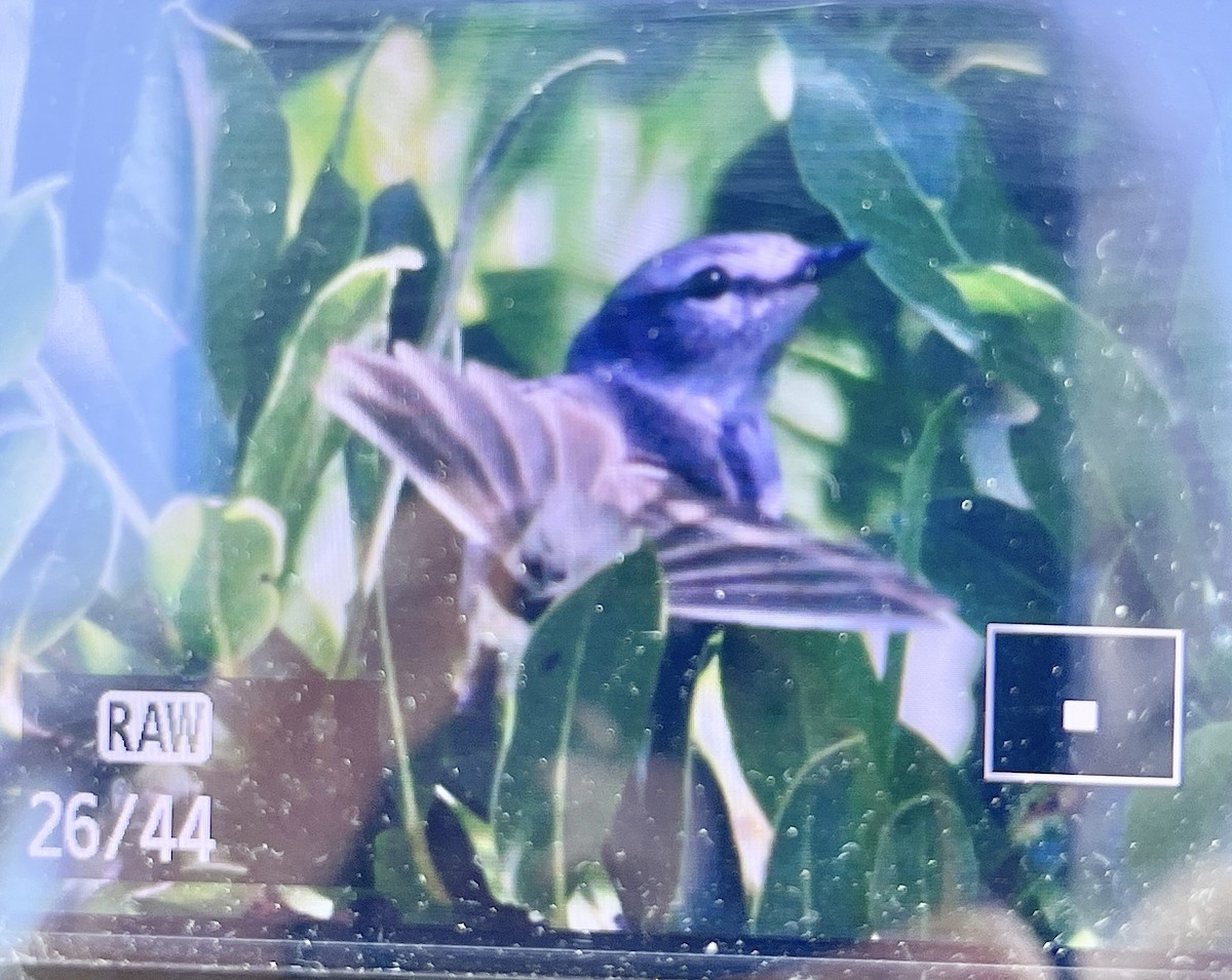 White-crested Tyrannulet - ML646344708