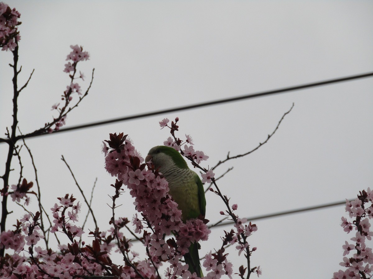 Mönchssittich - ML646344709