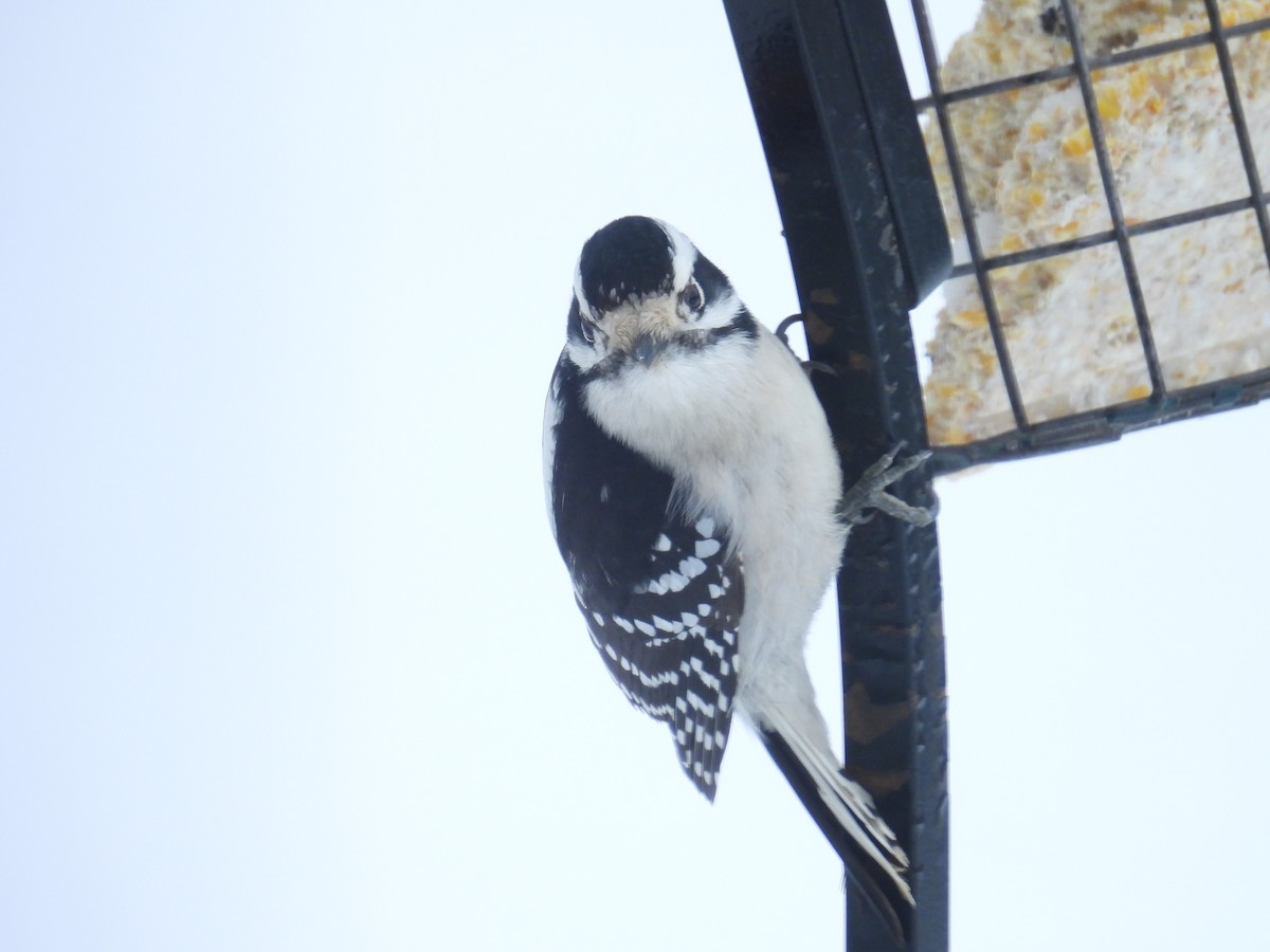 Downy Woodpecker (Eastern) - ML646344710