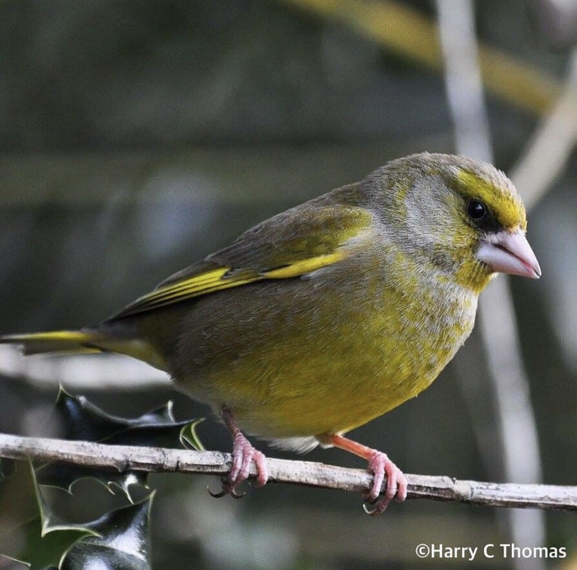 European Greenfinch - ML646344713