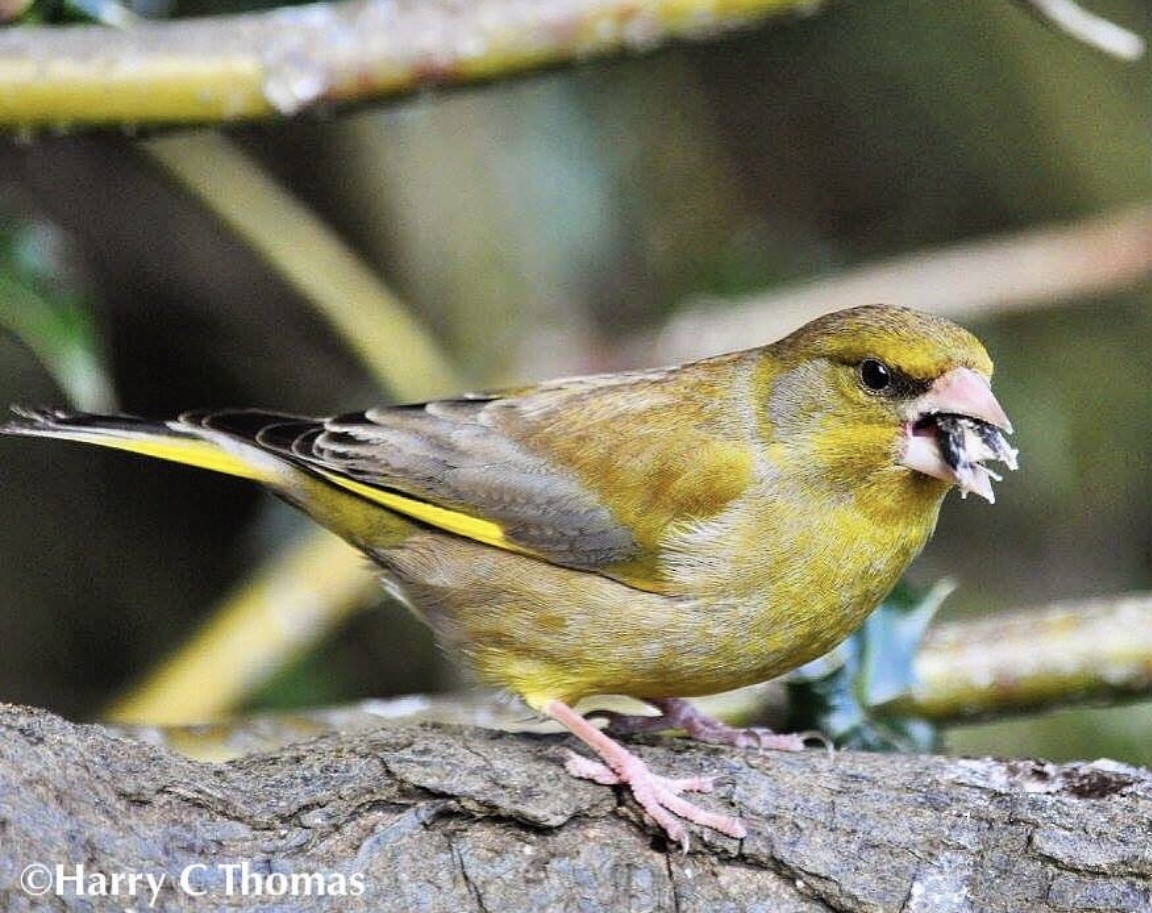 European Greenfinch - ML646344714