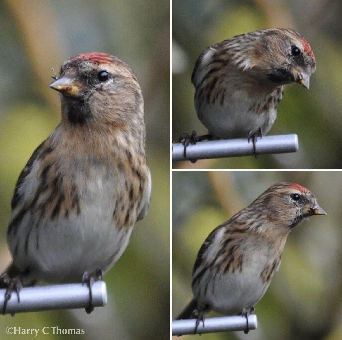 Redpoll - ML646344716