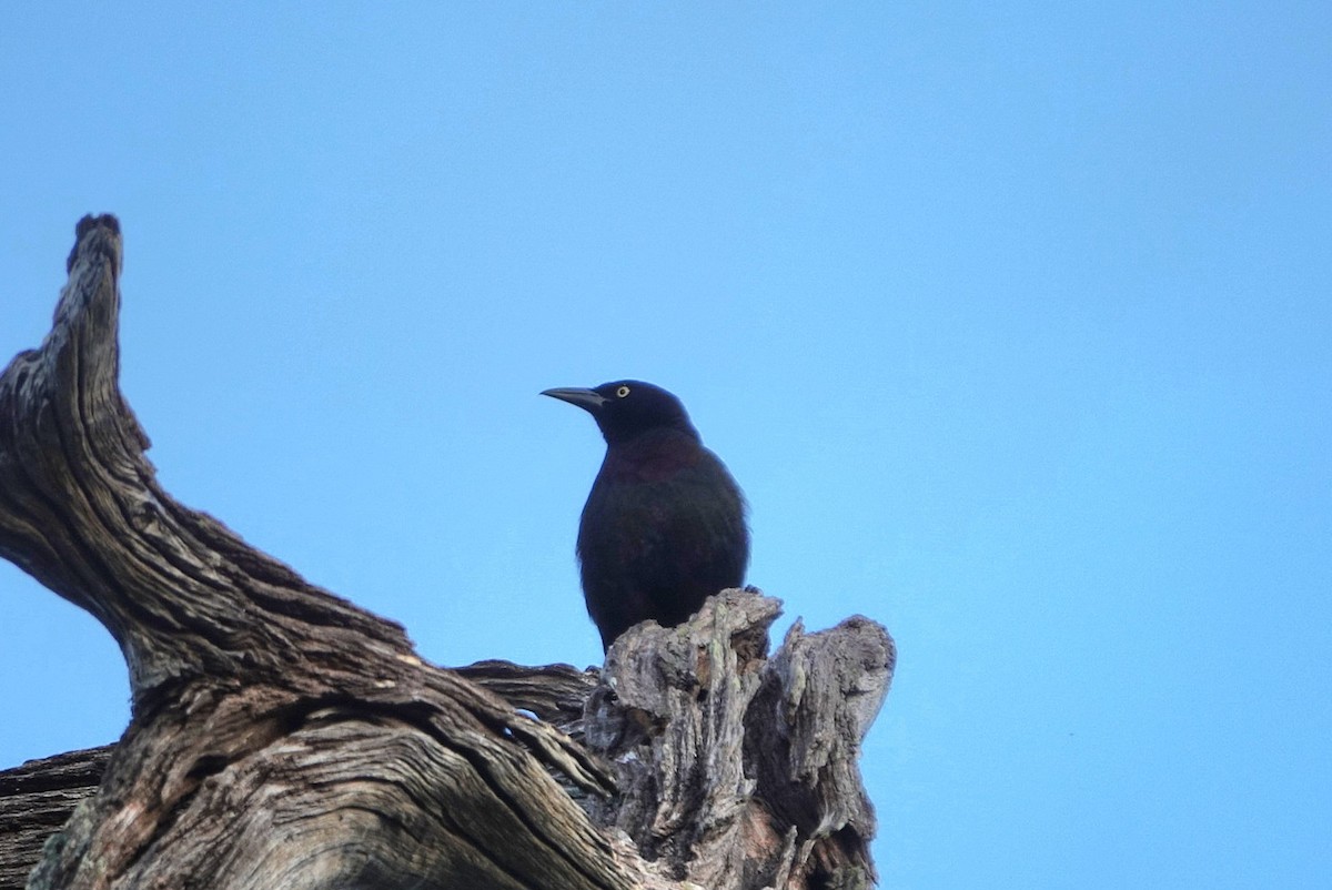 Common Grackle - ML646344718
