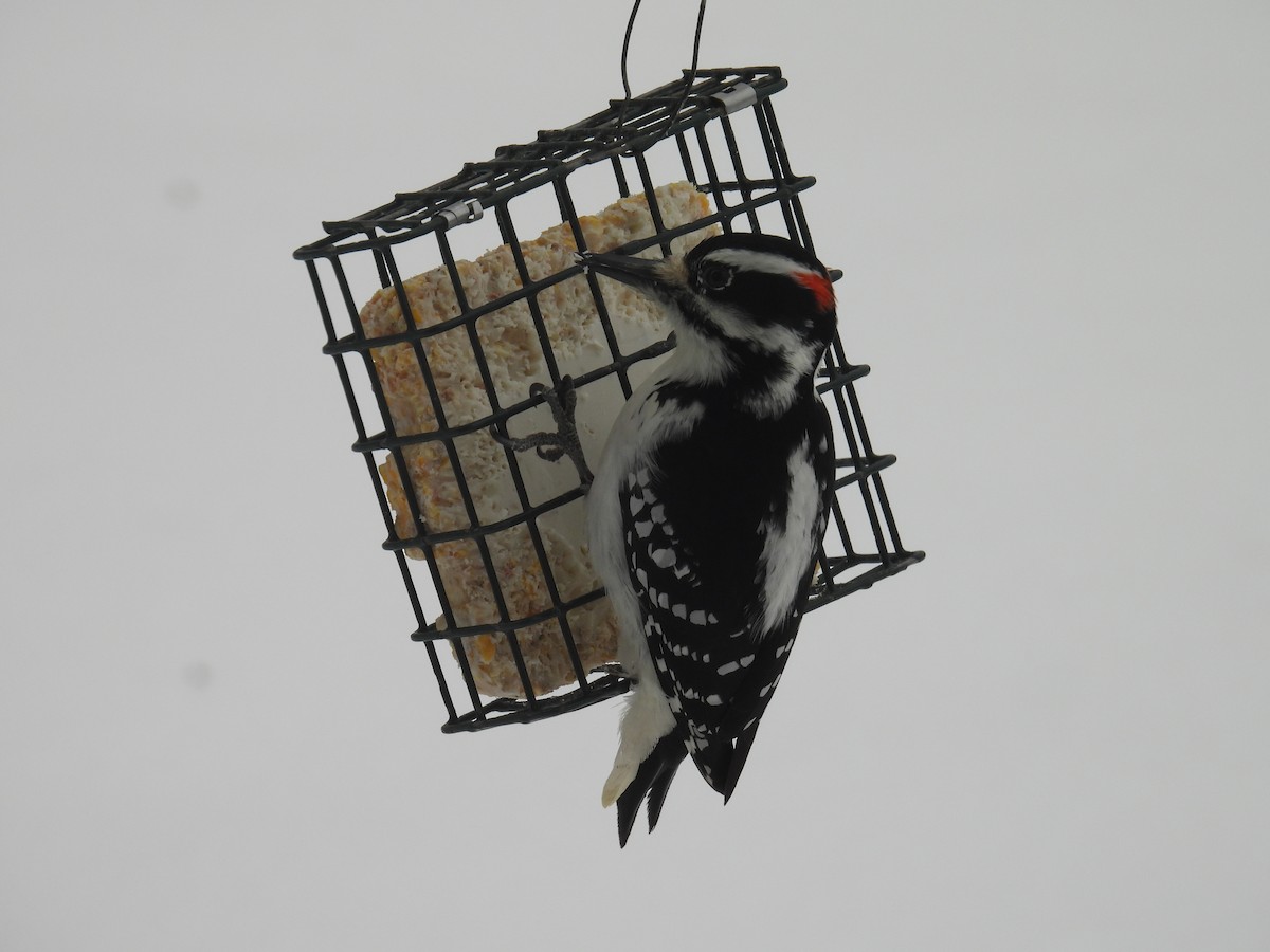 Hairy Woodpecker (Eastern) - ML646344719