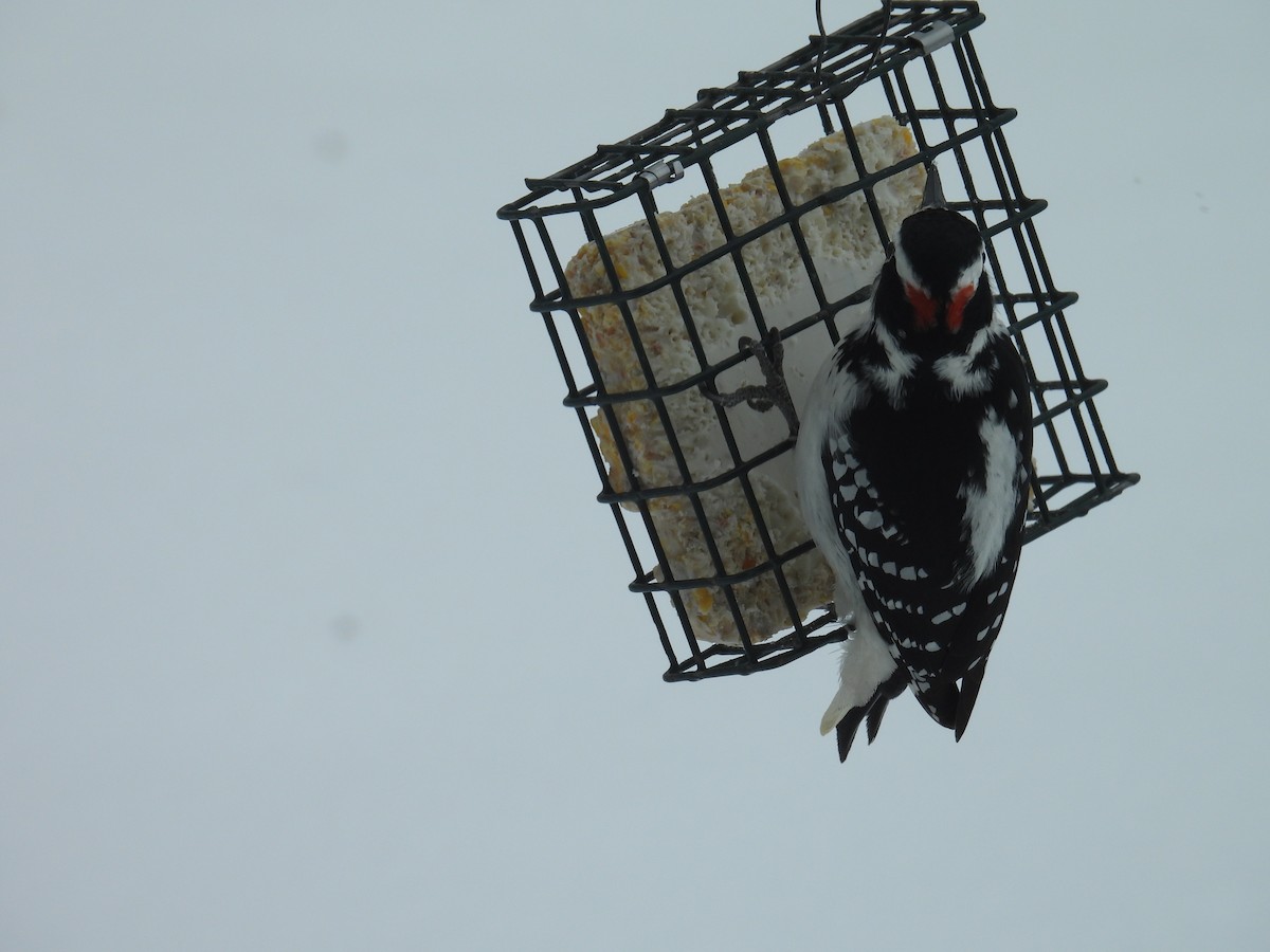 Hairy Woodpecker (Eastern) - ML646344720