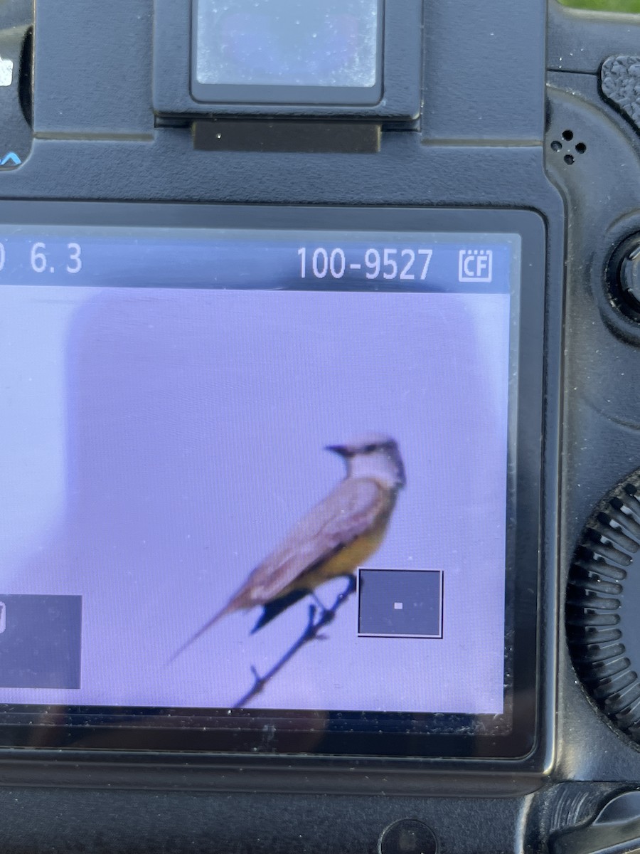 Tropical Kingbird - ML646344721