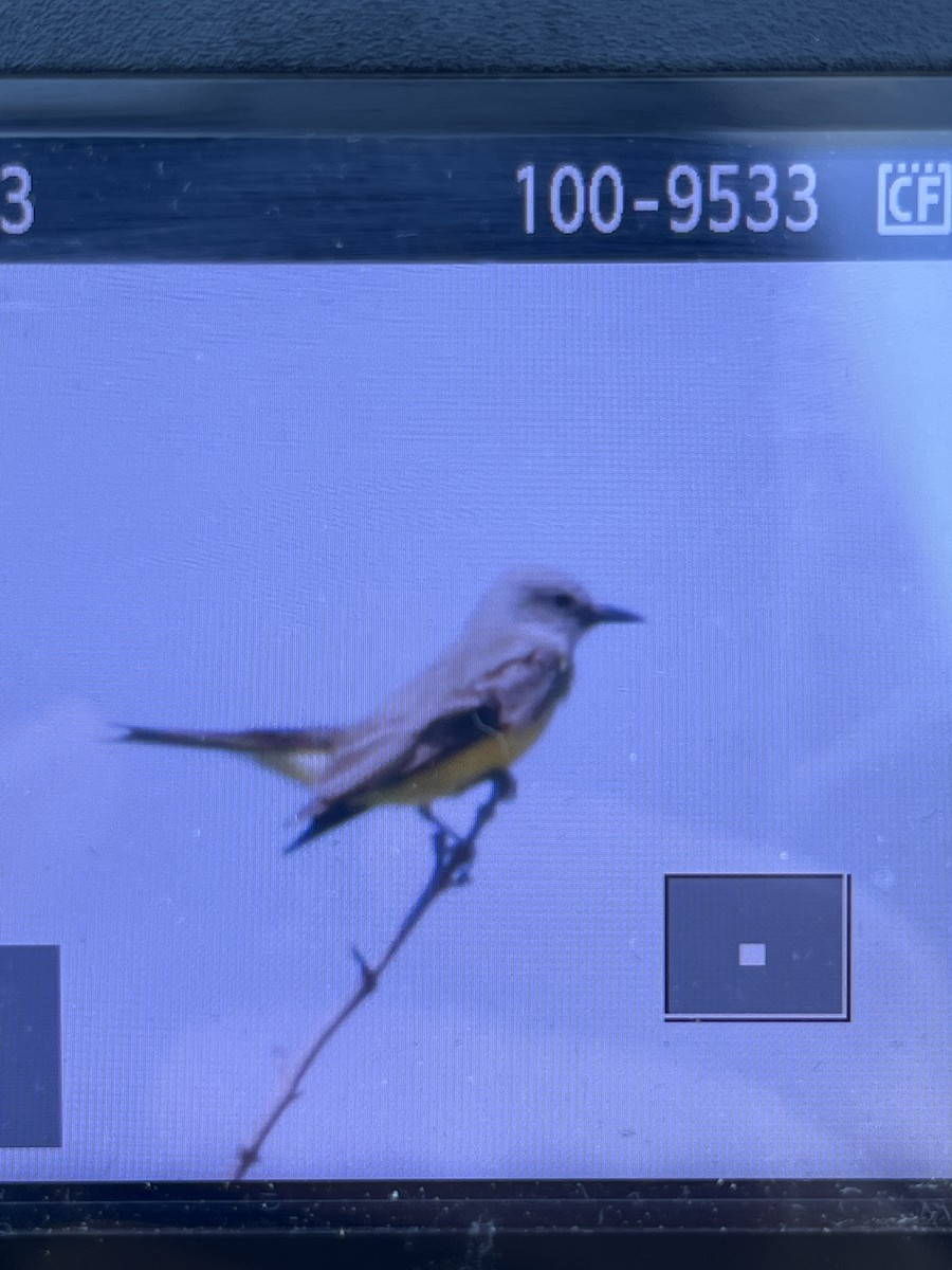 Tropical Kingbird - ML646344722