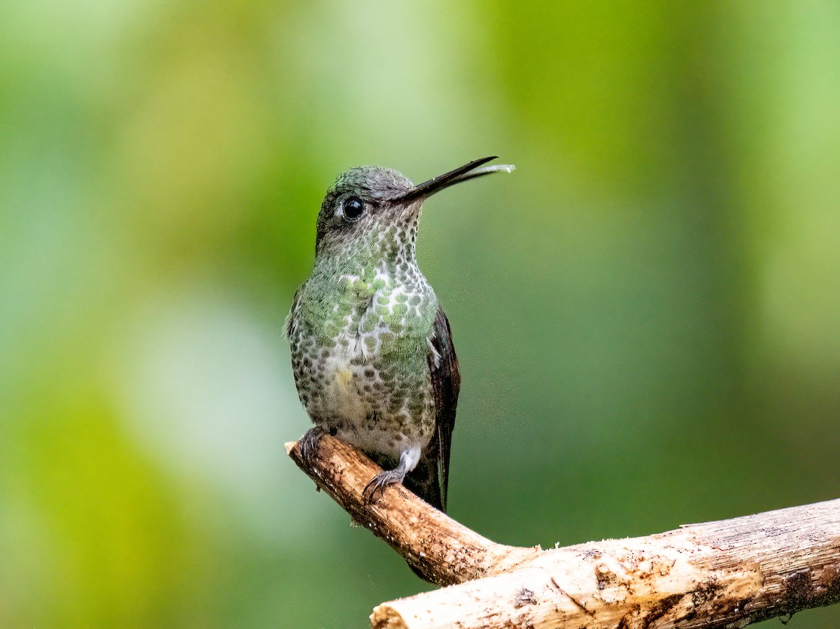 Many-spotted Hummingbird - ML646344724