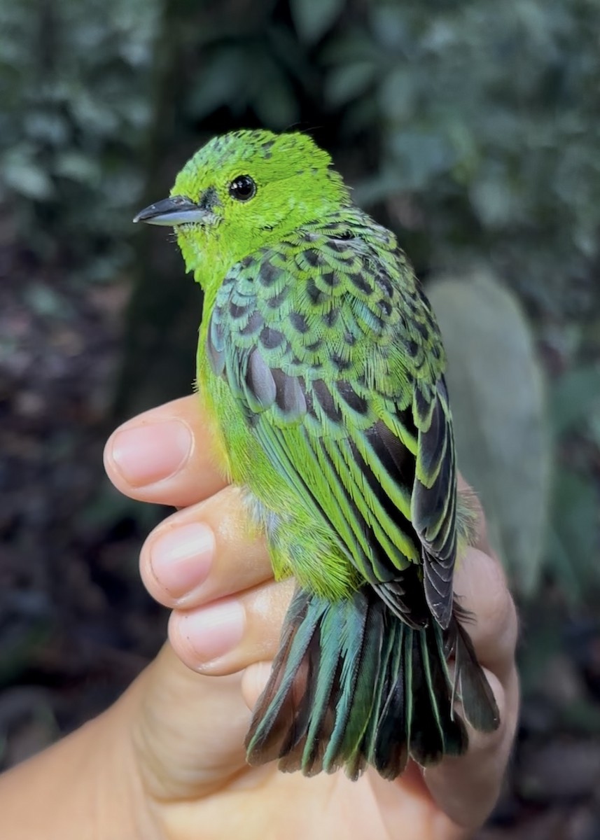 Yellow-bellied Tanager - ML646344726