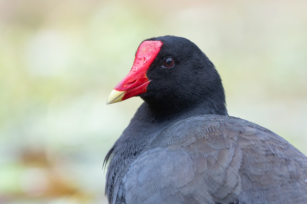 סופית אמריקנית - ML646344728