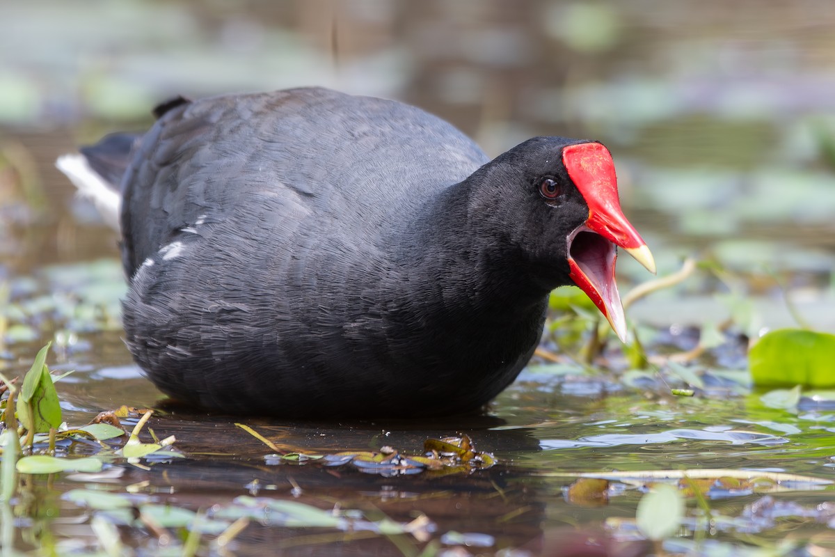 סופית אמריקנית - ML646344730