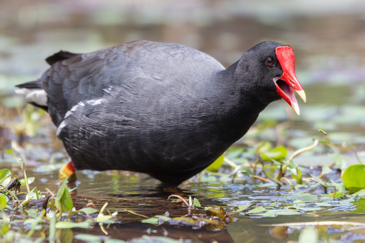 סופית אמריקנית - ML646344731