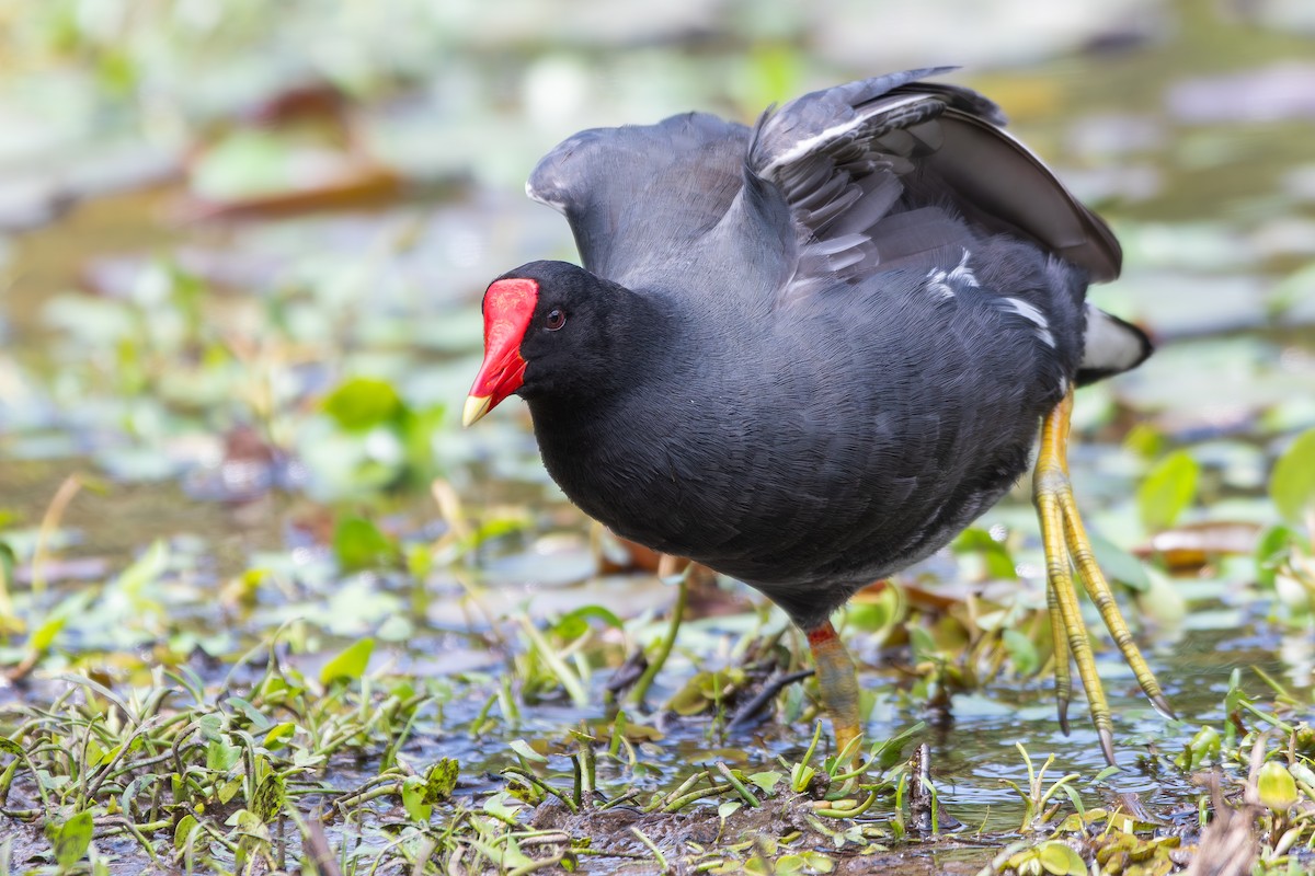סופית אמריקנית - ML646344732