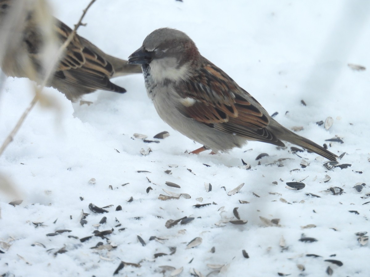 House Sparrow - ML646344735