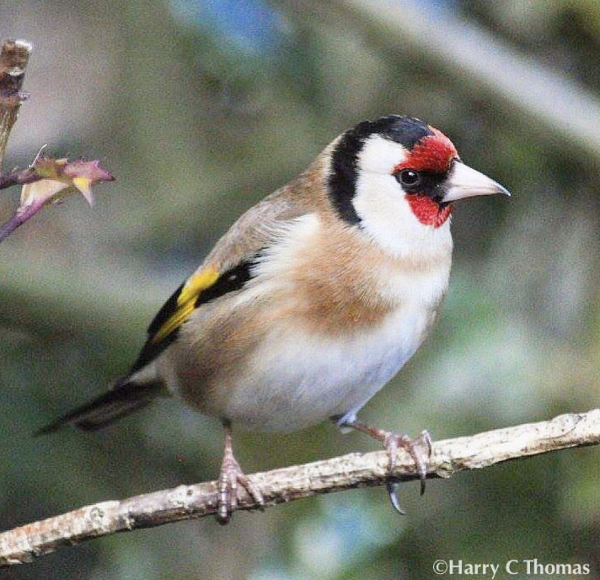 European Goldfinch - ML646344742