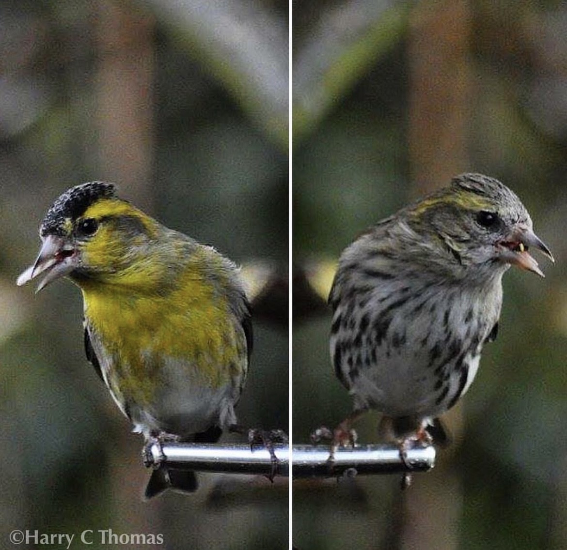 Eurasian Siskin - ML646344744