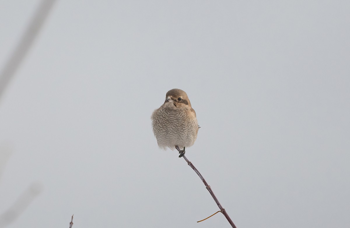 Northern Shrike - ML646344745