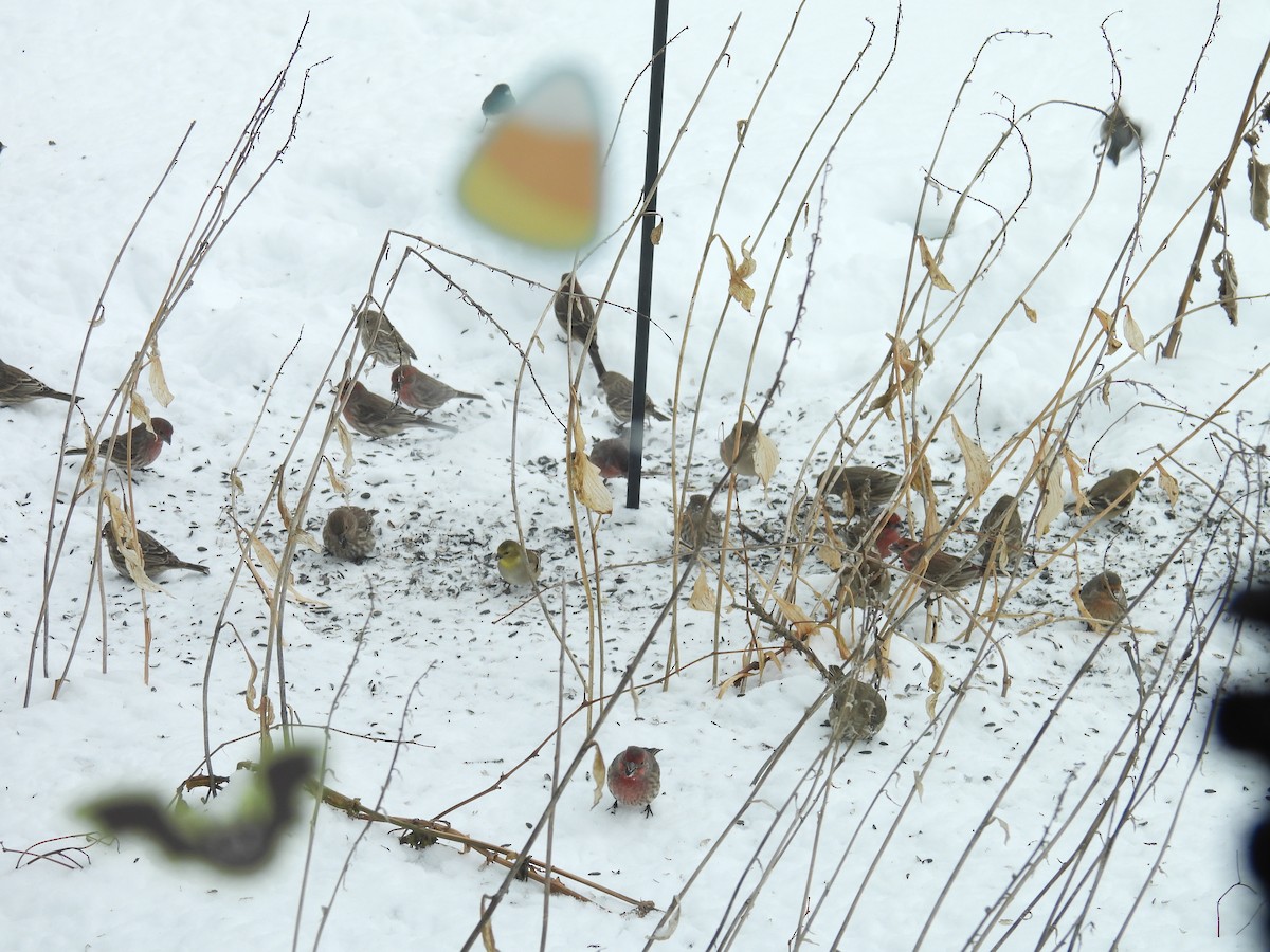 American Goldfinch - ML646344746