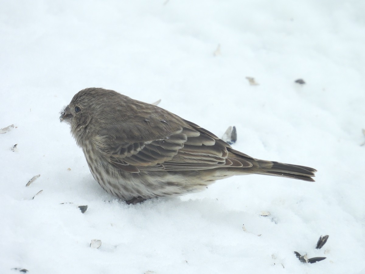 House Finch - ML646344747