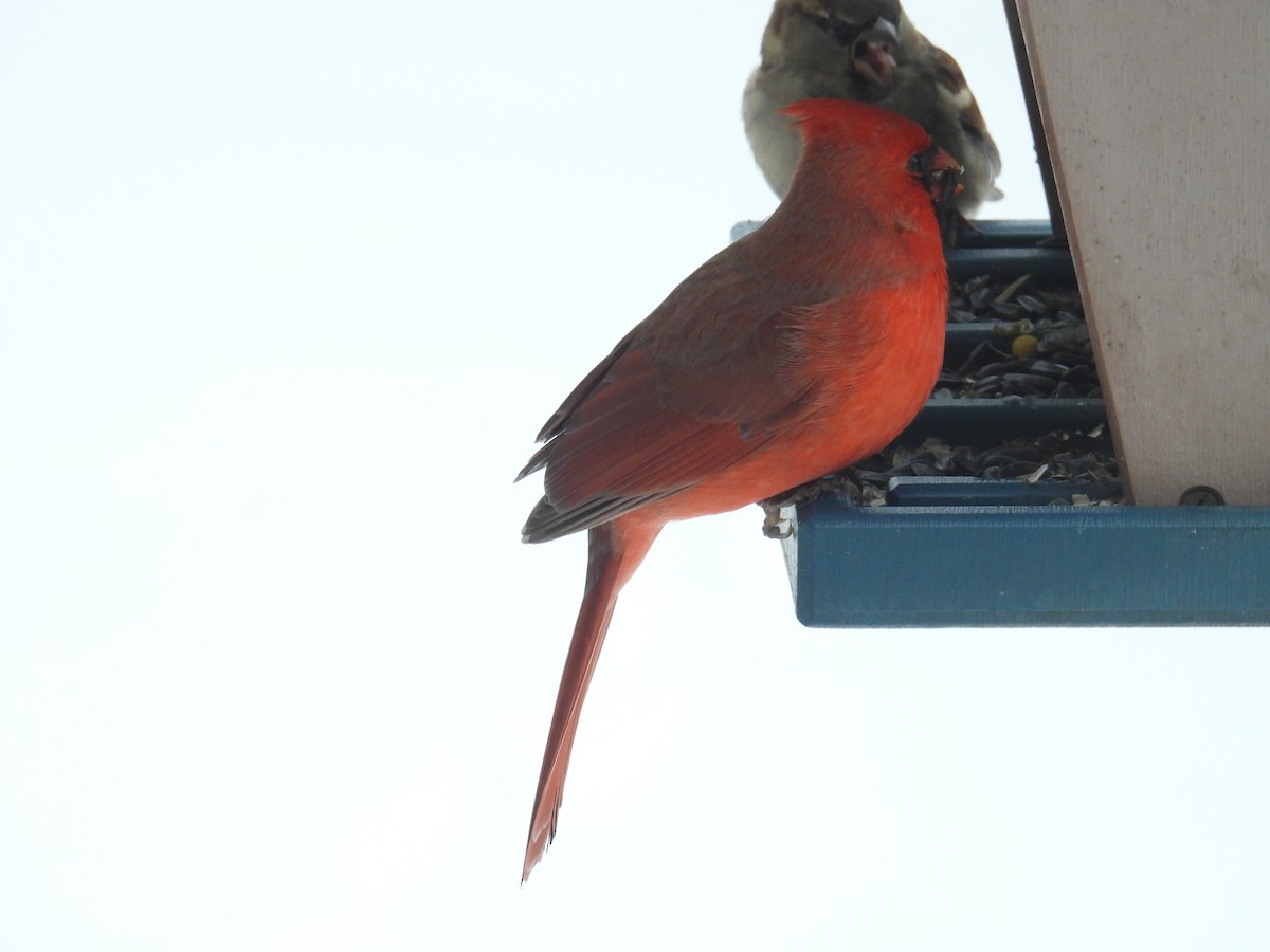 Northern Cardinal - ML646344757