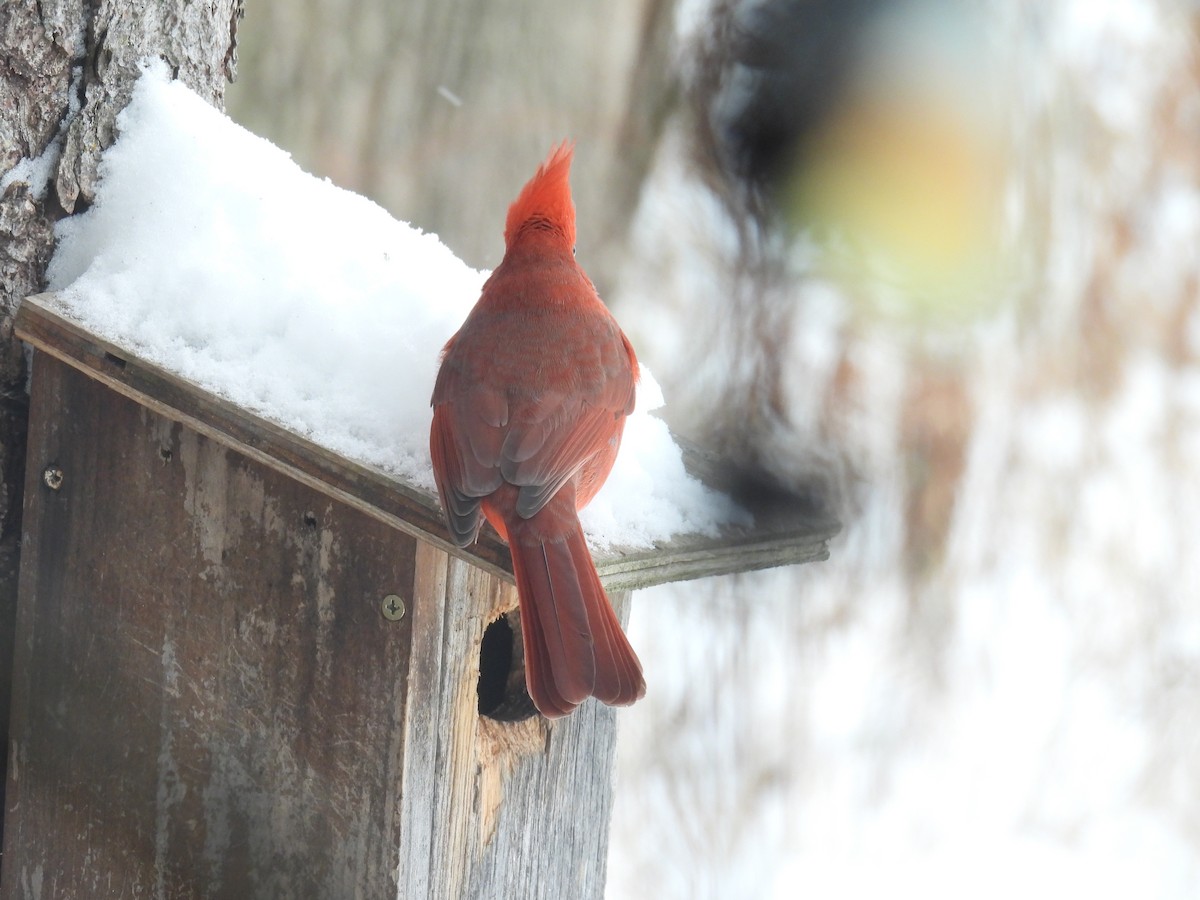 Northern Cardinal - ML646344758