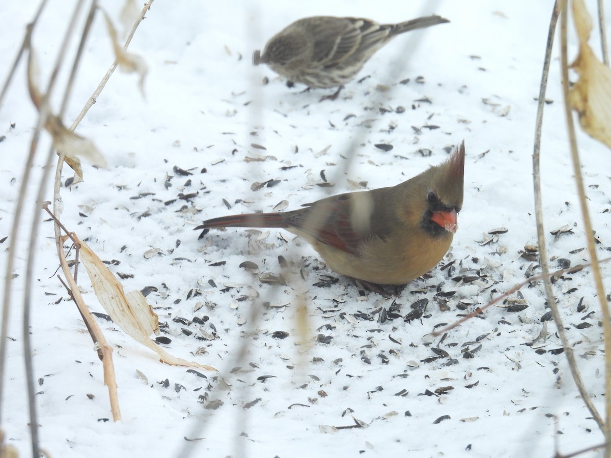 Northern Cardinal - ML646344759