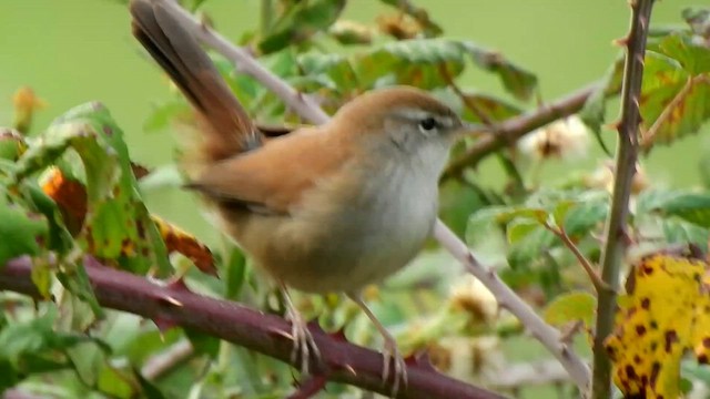 Usignolo di fiume - ML646344761