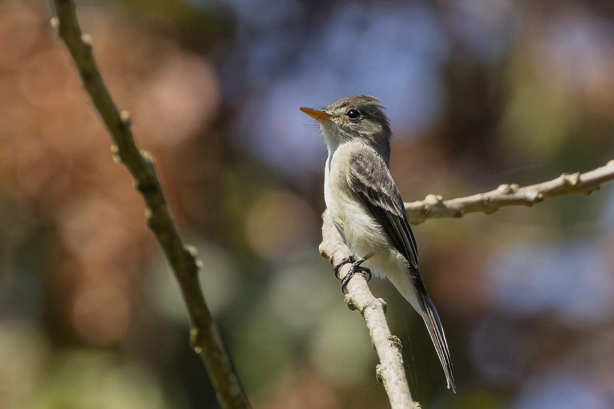 Tumbes Pewee - ML646344762