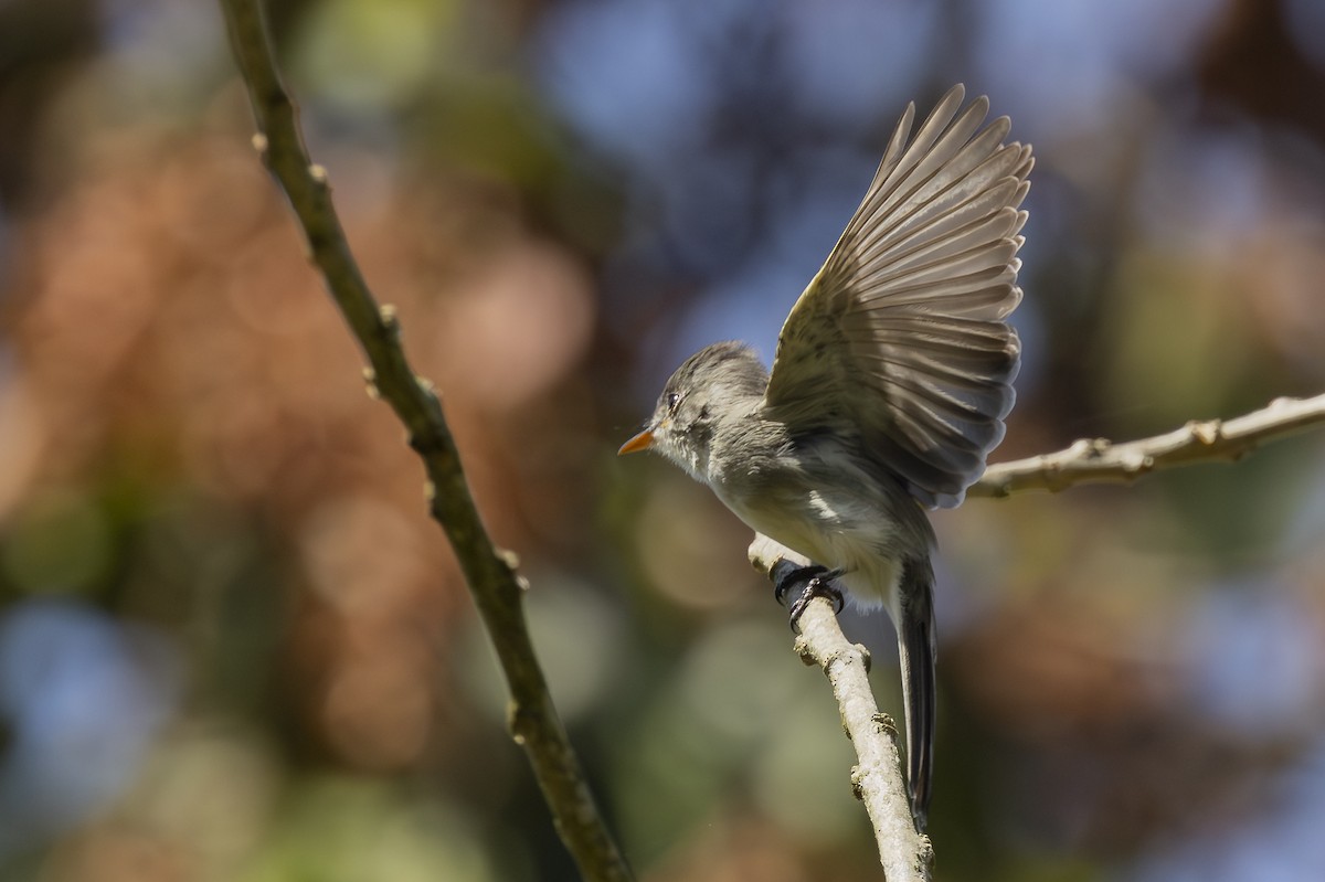 Tumbes Pewee - ML646344763