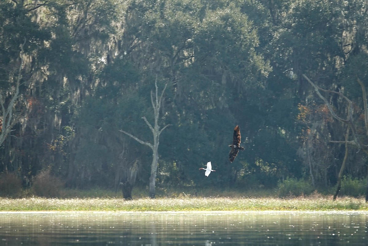 Bald Eagle - ML646344764