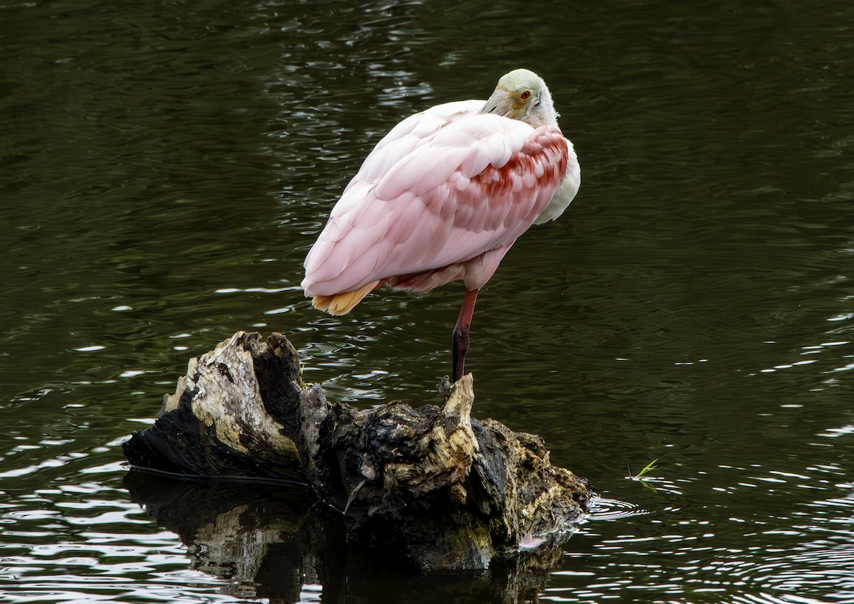 Roseate Spoonbill - ML646344766