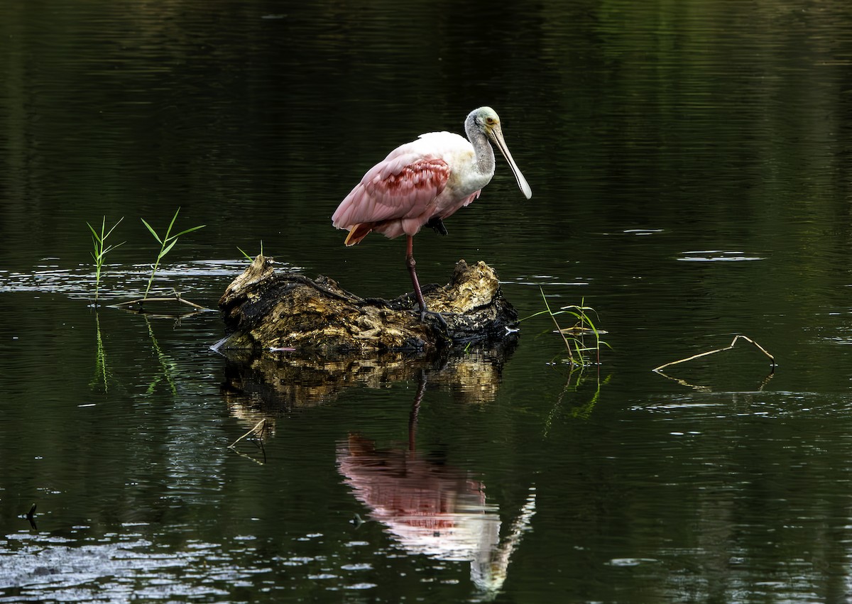 Roseate Spoonbill - ML646344767