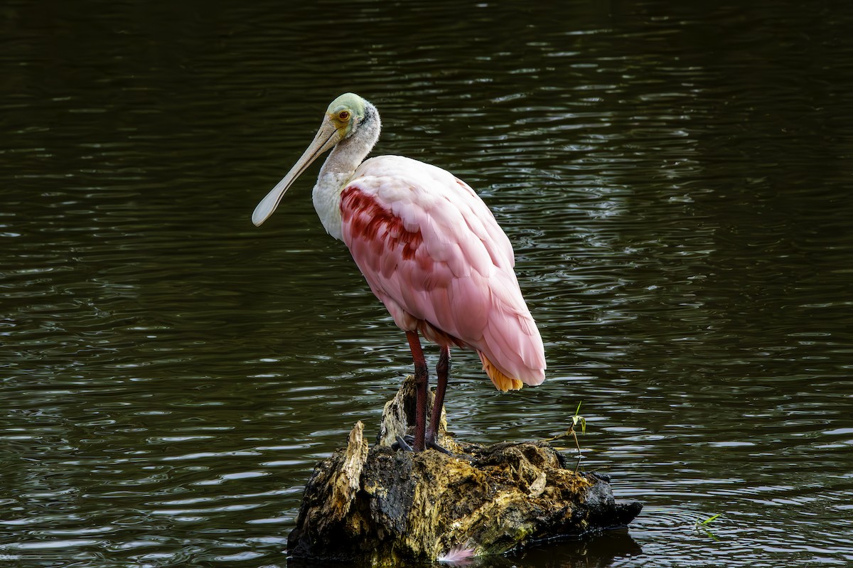 Roseate Spoonbill - ML646344768