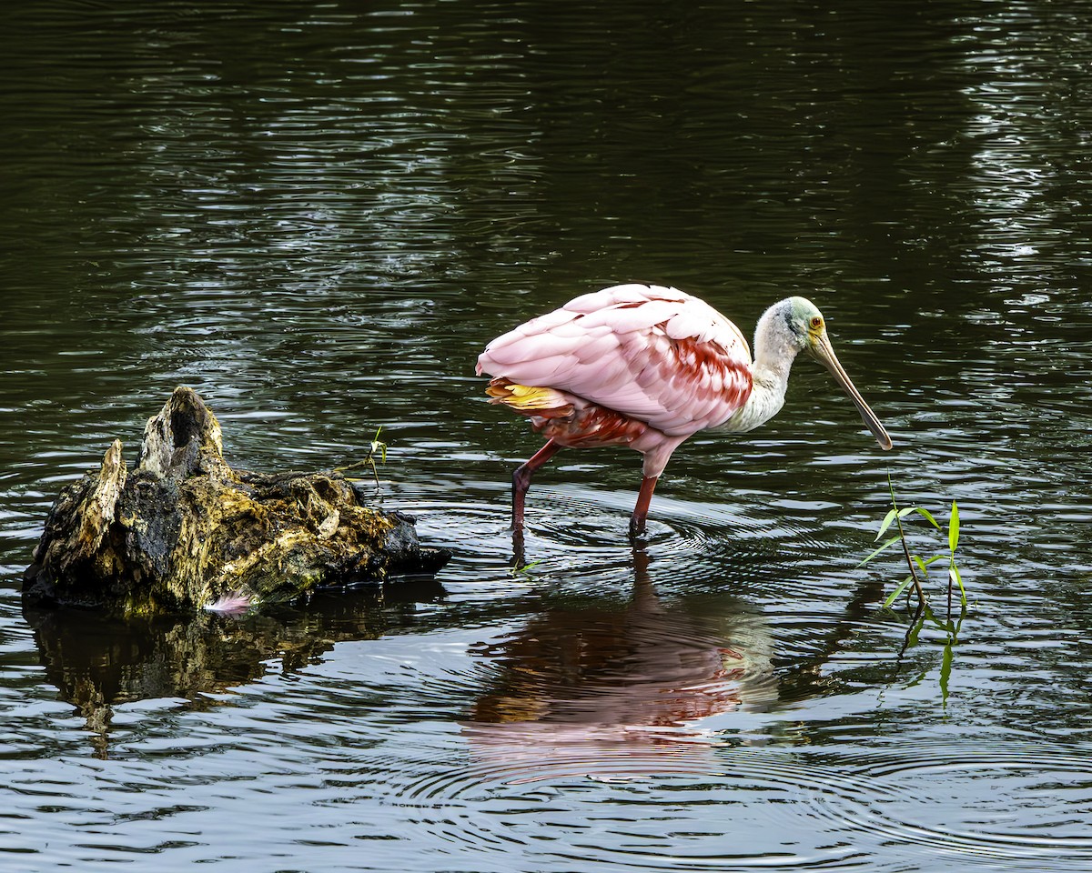 Roseate Spoonbill - ML646344769