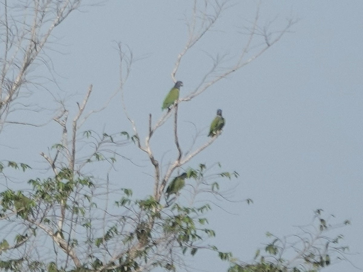 Blue-headed Parrot - ML646344772
