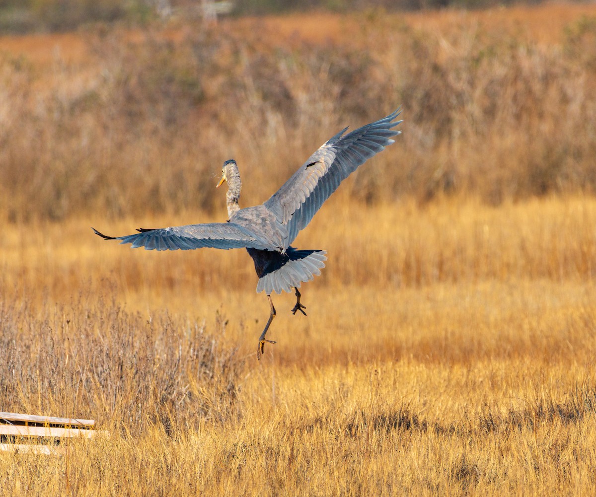 Great Blue Heron - ML646344773