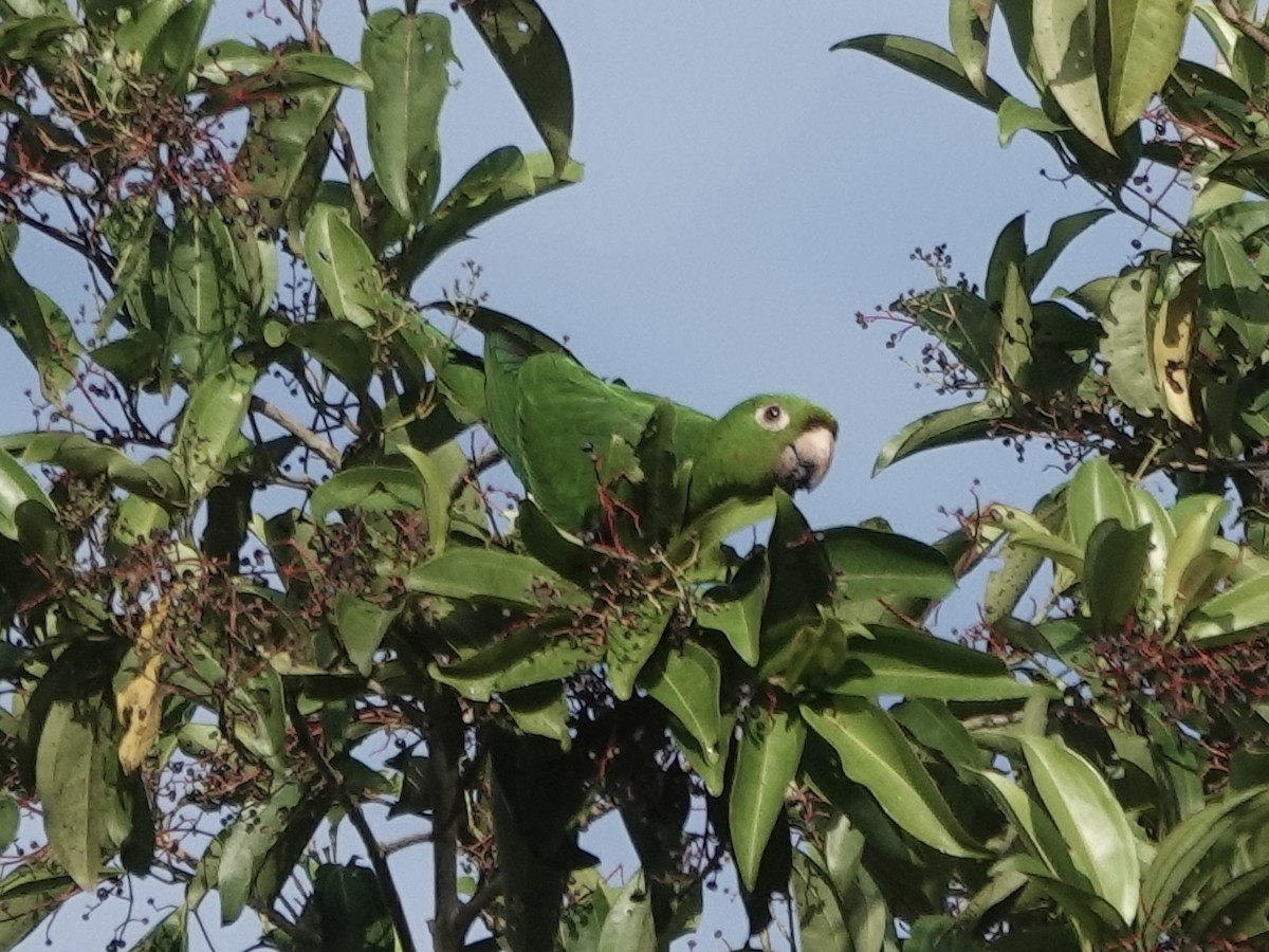 White-eyed Parakeet - ML646344774