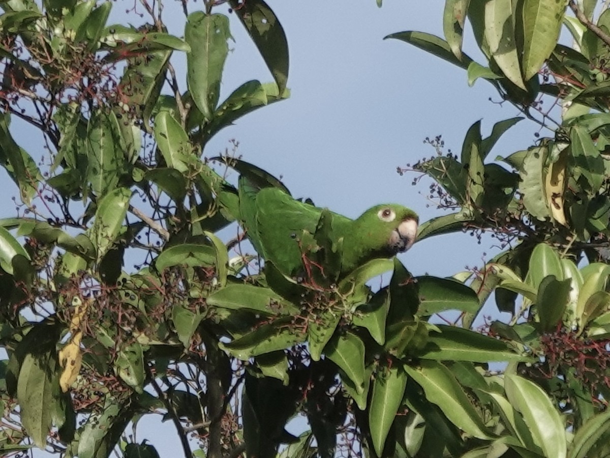 White-eyed Parakeet - ML646344775