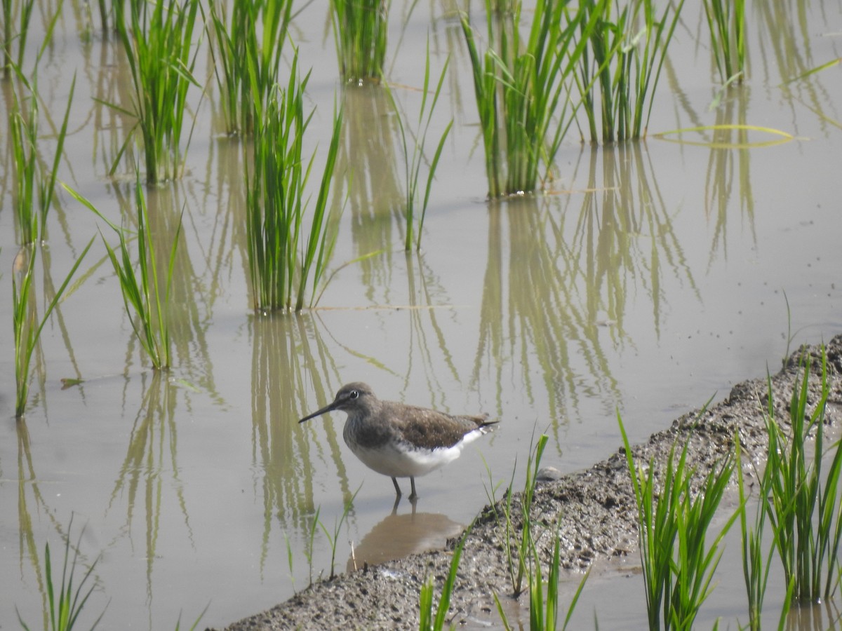 Andarríos Grande - ML646344776