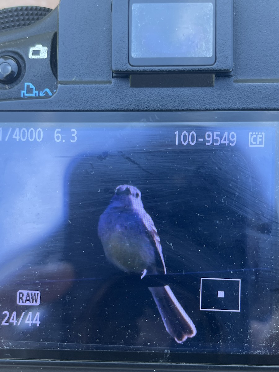 White-crested Tyrannulet - ML646344777