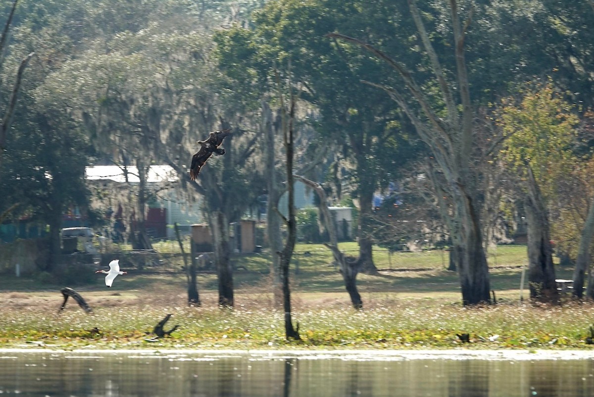 Bald Eagle - ML646344778