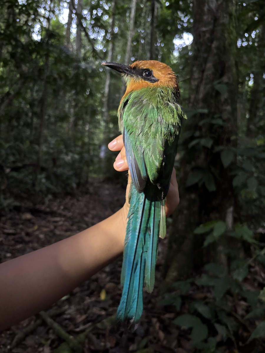 Broad-billed Motmot - ML646344780