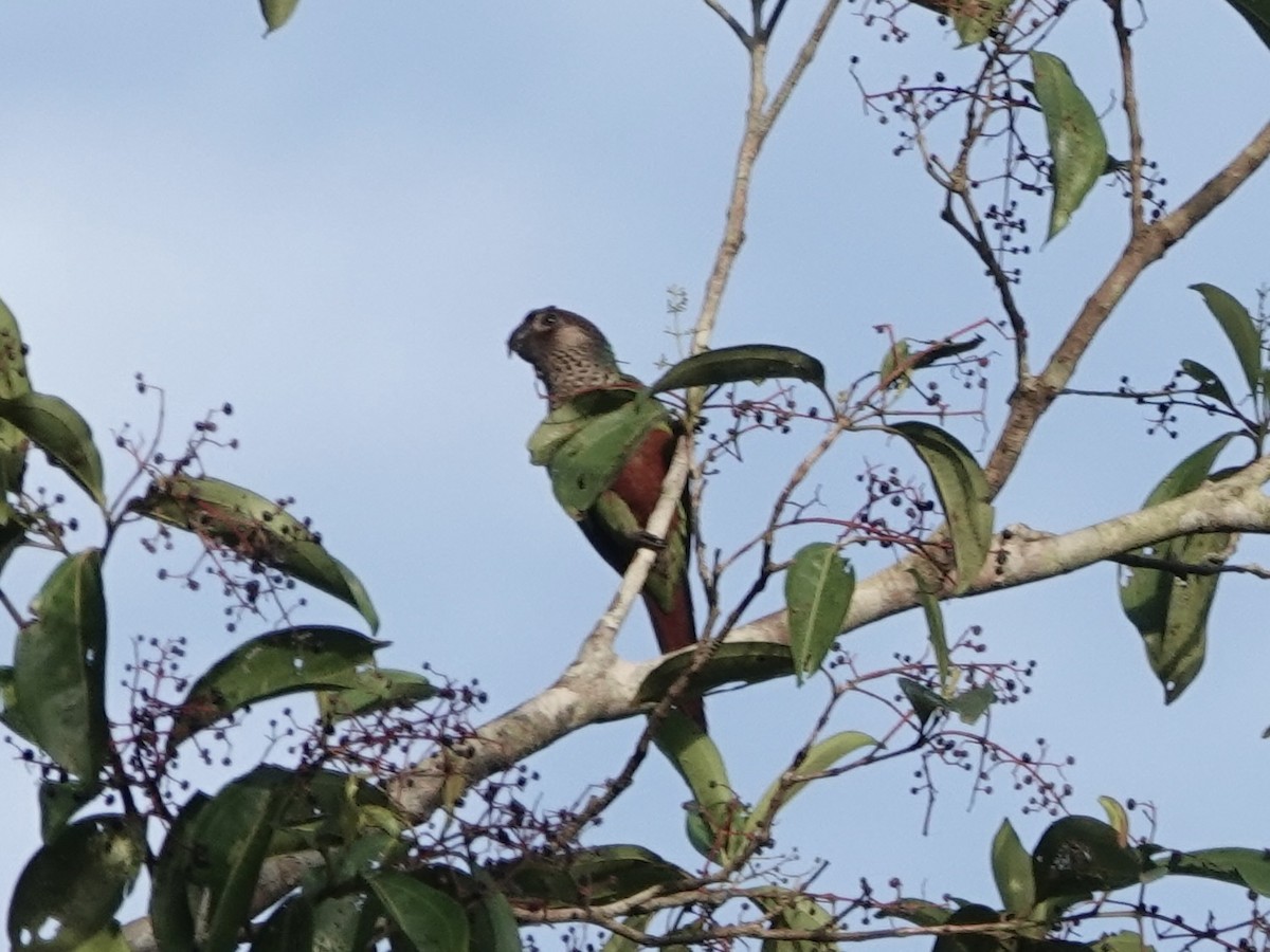 brunhetteparakitt - ML646344782