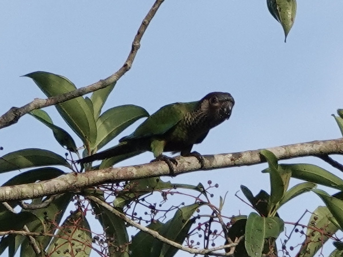 brunhetteparakitt - ML646344783