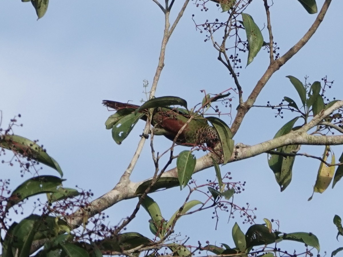 brunhetteparakitt - ML646344784